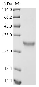 Greater than 85% as determined by SDS-PAGE.