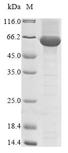 Greater than 85% as determined by SDS-PAGE.