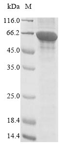 Greater than 85% as determined by SDS-PAGE.