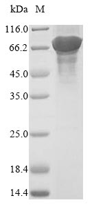 Greater than 85% as determined by SDS-PAGE.