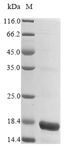 Greater than 90% as determined by SDS-PAGE.