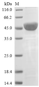 Greater than 85% as determined by SDS-PAGE.