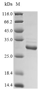 Greater than 90% as determined by SDS-PAGE.