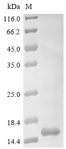 Greater than 85% as determined by SDS-PAGE.