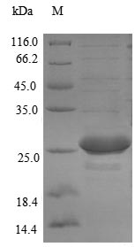 Greater than 90% as determined by SDS-PAGE.