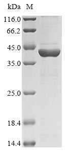 Greater than 85% as determined by SDS-PAGE.