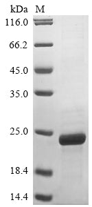 Greater than 85% as determined by SDS-PAGE.