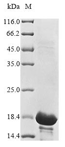 Greater than 85% as determined by SDS-PAGE.