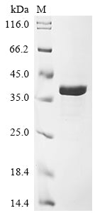 Greater than 85% as determined by SDS-PAGE.