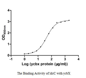 Recombinant E.Coli Uncharacterized Protein Ycbx (YCBX) Protein (GST), Active