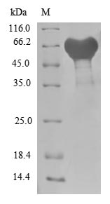 Greater than 85% as determined by SDS-PAGE.