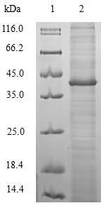 Greater than 90% as determined by SDS-PAGE.