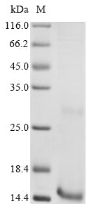 Greater than 90% as determined by SDS-PAGE.