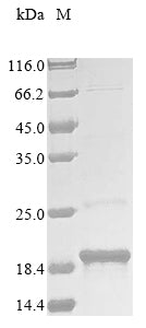 Greater than 85% as determined by SDS-PAGE.