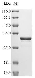 Greater than 90% as determined by SDS-PAGE.