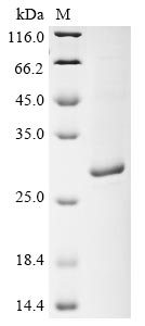 Greater than 85% as determined by SDS-PAGE.