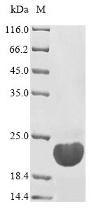 Greater than 85% as determined by SDS-PAGE.