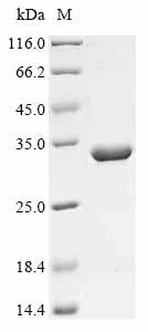 Greater than 90% as determined by SDS-PAGE.