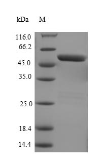 Greater than 85% as determined by SDS-PAGE.