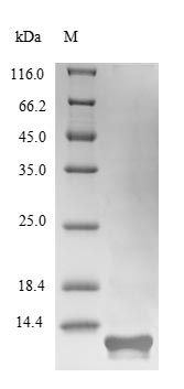 Greater than 85% as determined by SDS-PAGE.