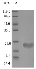 Greater than 90% as determined by SDS-PAGE.