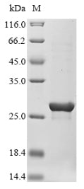 Greater than 90% as determined by SDS-PAGE.