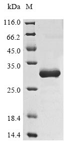 Greater than 85% as determined by SDS-PAGE.