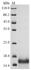 Greater than 85% as determined by SDS-PAGE.