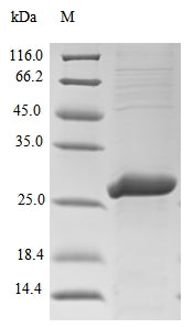 Greater than 85% as determined by SDS-PAGE.