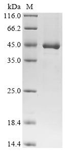 Greater than 90% as determined by SDS-PAGE.