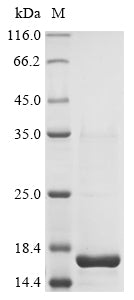 Greater than 90% as determined by SDS-PAGE.