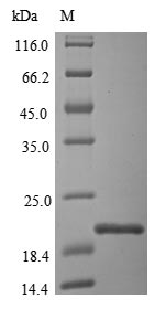 Greater than 85% as determined by SDS-PAGE.