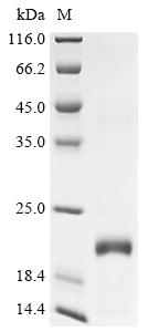 Greater than 90% as determined by SDS-PAGE.