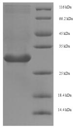 Greater than 90% as determined by SDS-PAGE.