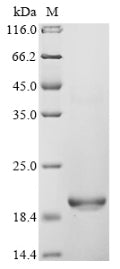 Greater than 85% as determined by SDS-PAGE.