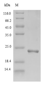 Greater than 90% as determined by SDS-PAGE.