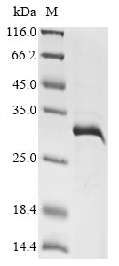 Greater than 85% as determined by SDS-PAGE.