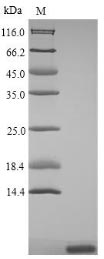 Greater than 90% as determined by SDS-PAGE.