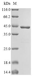 Greater than 90% as determined by SDS-PAGE.