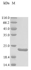 Greater than 90% as determined by SDS-PAGE.