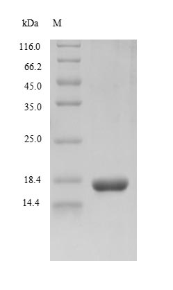 Greater than 85% as determined by SDS-PAGE.