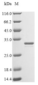 Greater than 85% as determined by SDS-PAGE.