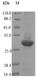 Greater than 90% as determined by SDS-PAGE.