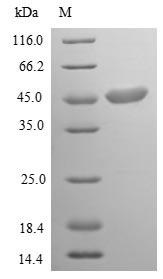 Greater than 85% as determined by SDS-PAGE.