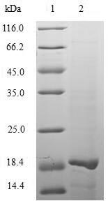 Greater than 90% as determined by SDS-PAGE.