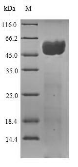 Greater than 90% as determined by SDS-PAGE.