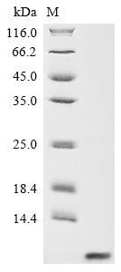 Greater than 90% as determined by SDS-PAGE.