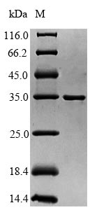 Greater than 90% as determined by SDS-PAGE.