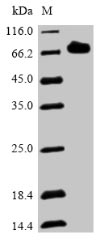 Greater than 90% as determined by SDS-PAGE.