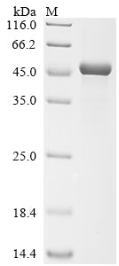 Greater than 90% as determined by SDS-PAGE.